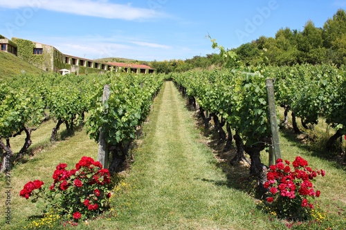 Vineyards among the hills in the Basque country. Elciego, Spain June 22, 2019