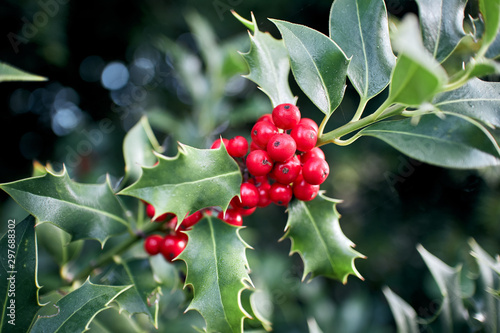 Green Holly Bush leaves with a cluster of vibrant red berries. photo