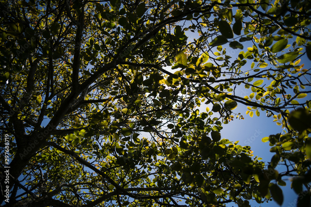 Fototapeta premium tree with leaves