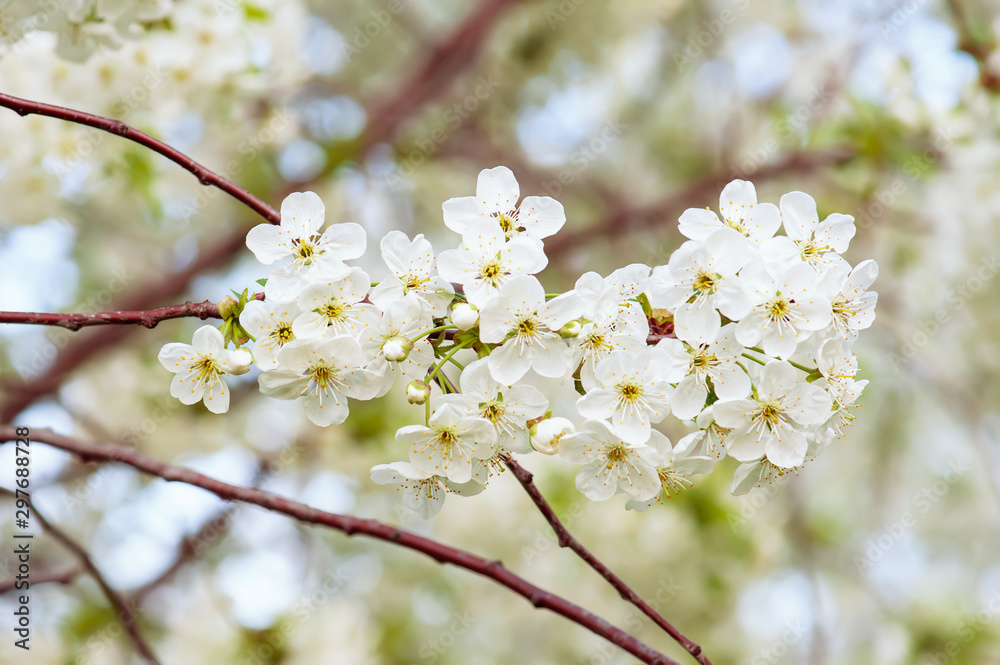 Cherry flowers frame