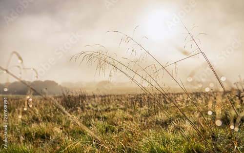 Grasses laden with dew on a misty morning © NosamA