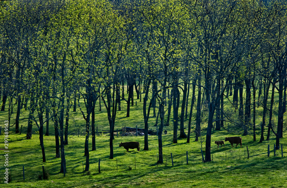 Grove of trees with new spring leaves in pasture with black angus cattle near White Hall, Virginia, backlit by morning sun.