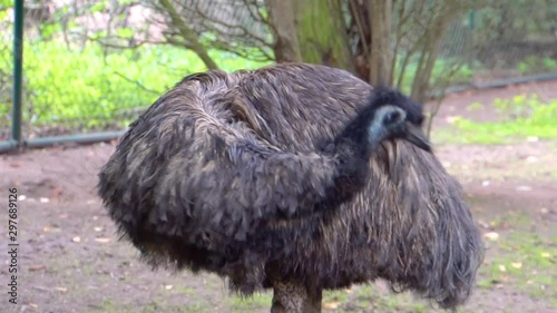 closeup of a emu preening its feathers, bird taking care of its feathers, flightless bird specie from Australia