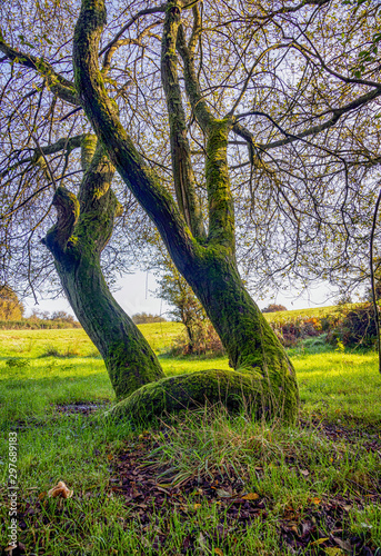 Moss covered twisted trees in damp woodland