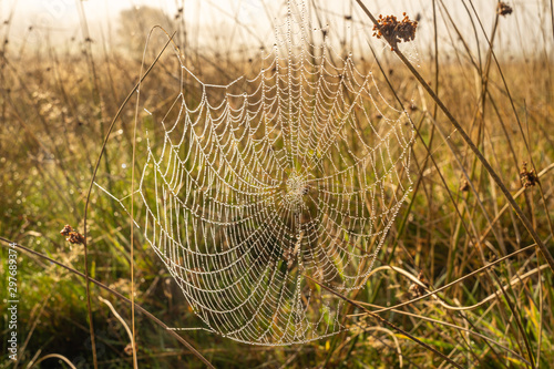Orb web at dawn covered in dew