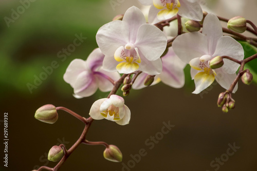 Orchids 