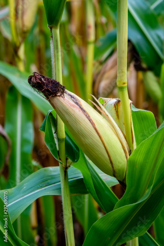 Corns close-up in the corn fields