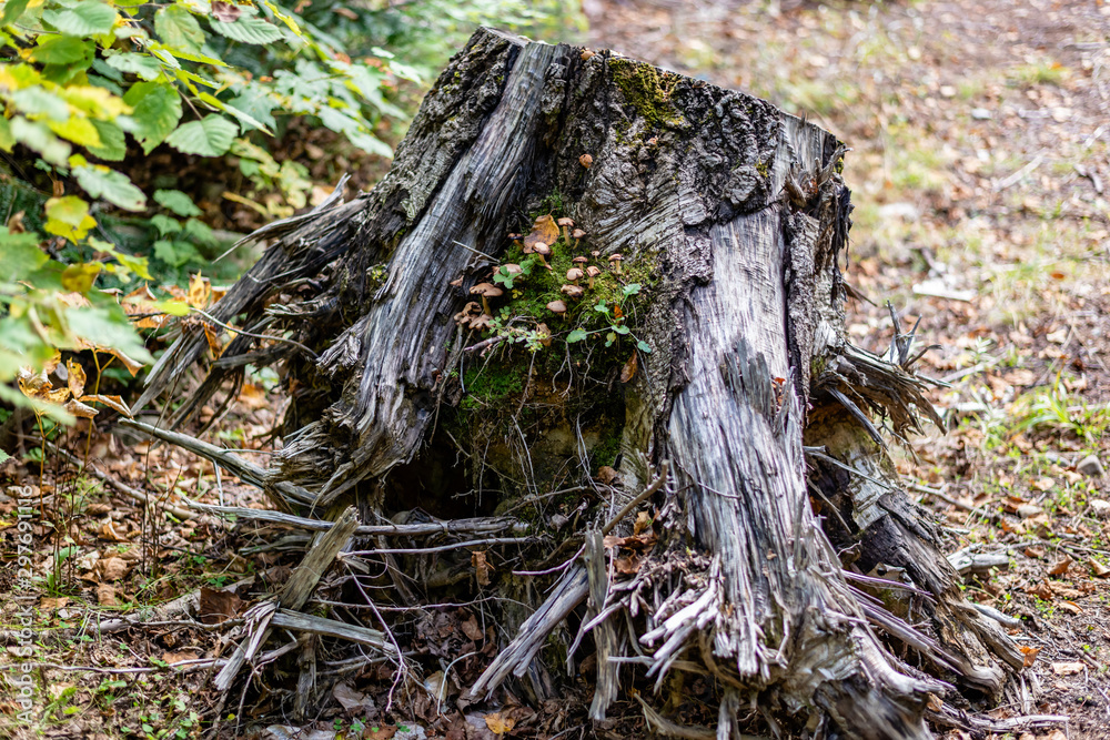 Laurentians parks and wildlife reserves