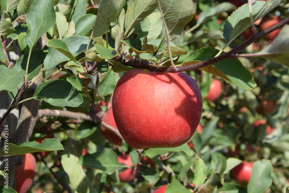 Jabłka w jesiennym sadzie - obrazy, fototapety, plakaty 
