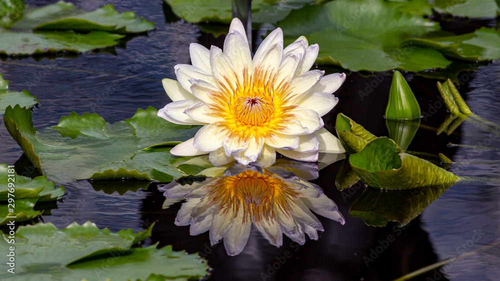 white and yellow wter lily reflected in a garden pond white and yellow wter lily reflected in a garden pond