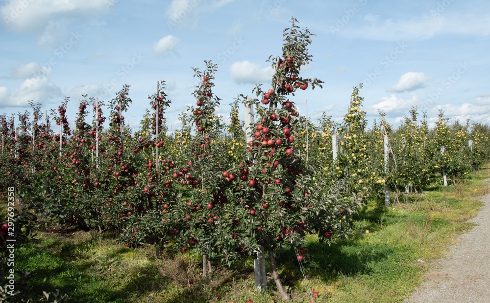 Sad jabłoniowy jesienią - obrazy, fototapety, plakaty 