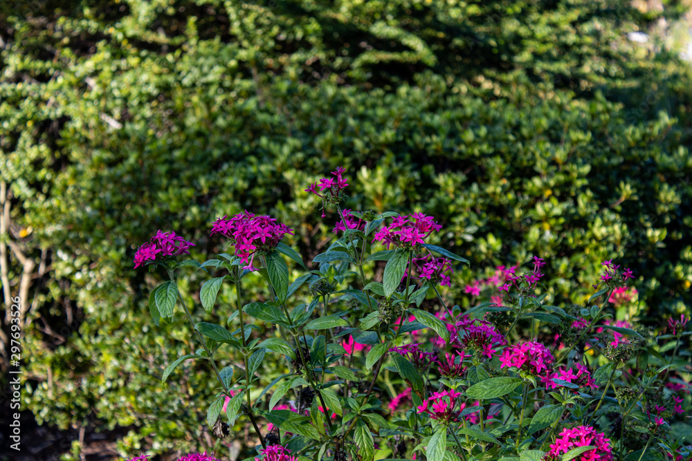 Houston Texas Flower Photos Fall Houston Texas Flower Photos Fall