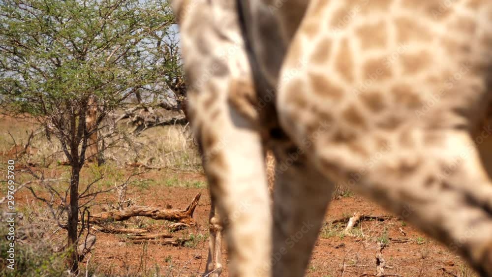 Newborn baby giraffe look to camera as huge mother giraffe arrives out of focus Newborn baby giraffe look to camera as huge mother giraffe arrives out of focus