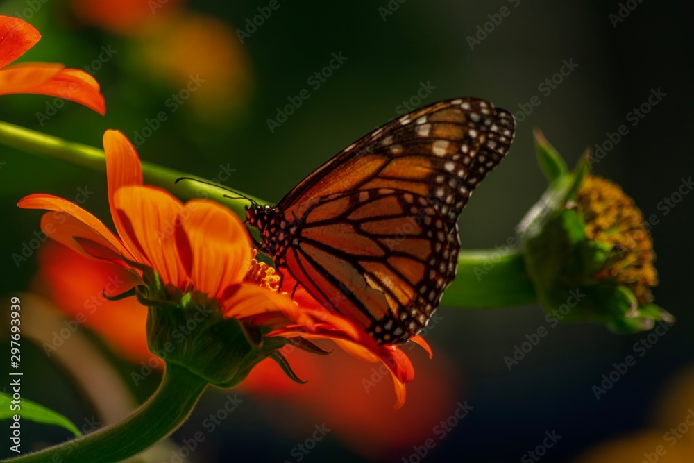 Obraz premium butterfly on flower