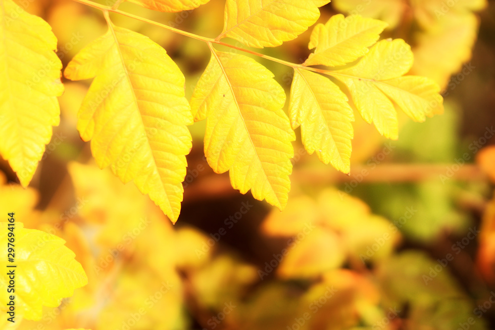 Yellow maple leaves in autumn forest, selective focus. Beautiful autumn landscape with yellow trees and sun. Colorful foliage in the park. Falling leaves natural background. Soft focus