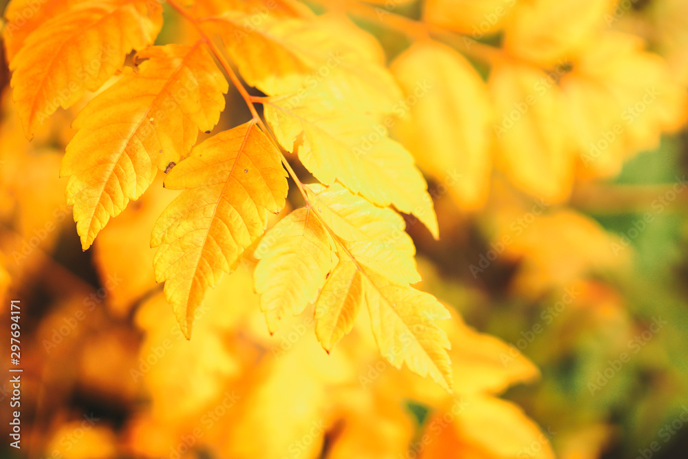 Yellow maple leaves in autumn forest, selective focus. Beautiful autumn landscape with yellow trees and sun. Colorful foliage in the park. Falling leaves natural background. Soft focus Yellow maple leaves in autumn forest, selective focus. Beautiful autumn landscape with yellow trees and sun. Colorful foliage in the park. Falling leaves natural background. Soft focus