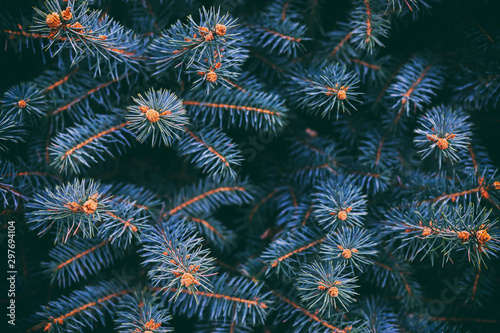 The branches of the blue spruce close-up. Rustic Christmas texture. Fir branches on the dark background. Christmas wallpaper concept. Copy space.