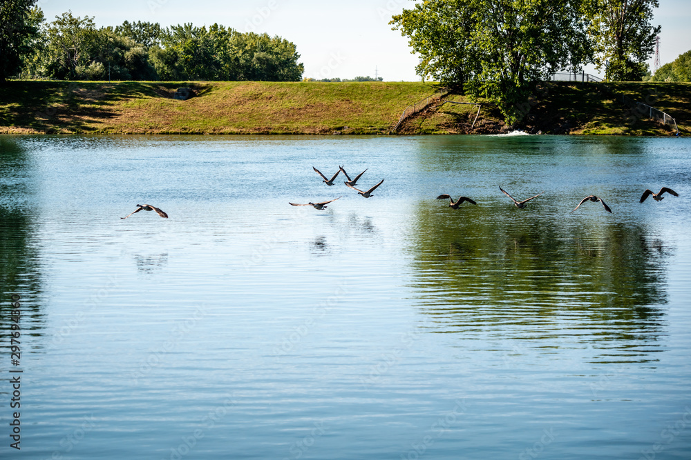 Geese flying over the lake Geese flying over the lake