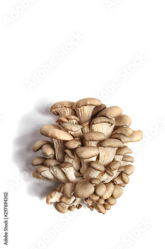 Oyster mushrooms isolated on white background. Uncooked edible mushrooms