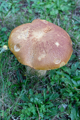 mushroom in forest (ID: 297694312)