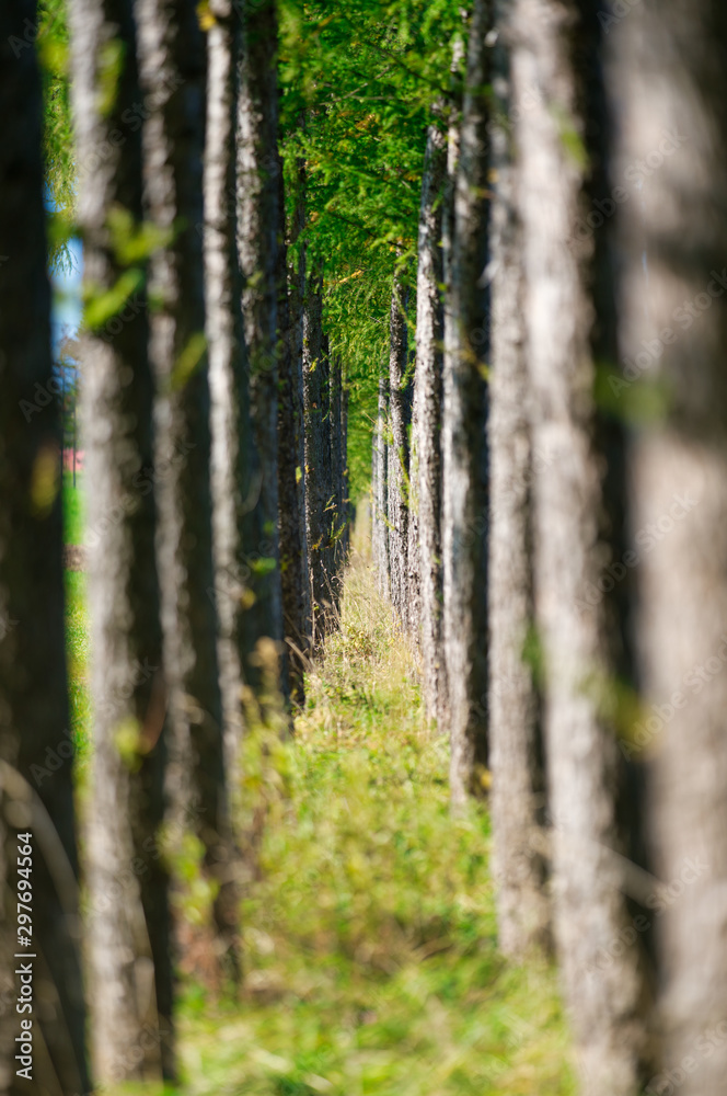 Obraz premium エゾマツの並木道