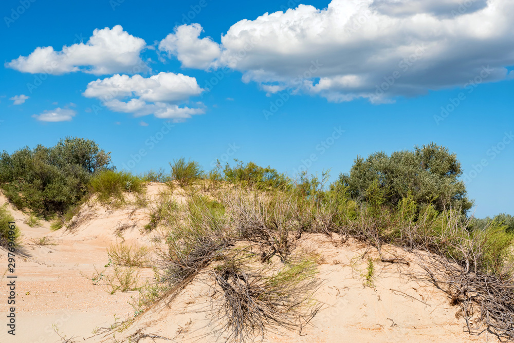Semi-desert sand and vegetation on sunny day Semi-desert sand and vegetation on sunny day