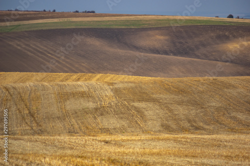 Plowed and sown field in autumn day