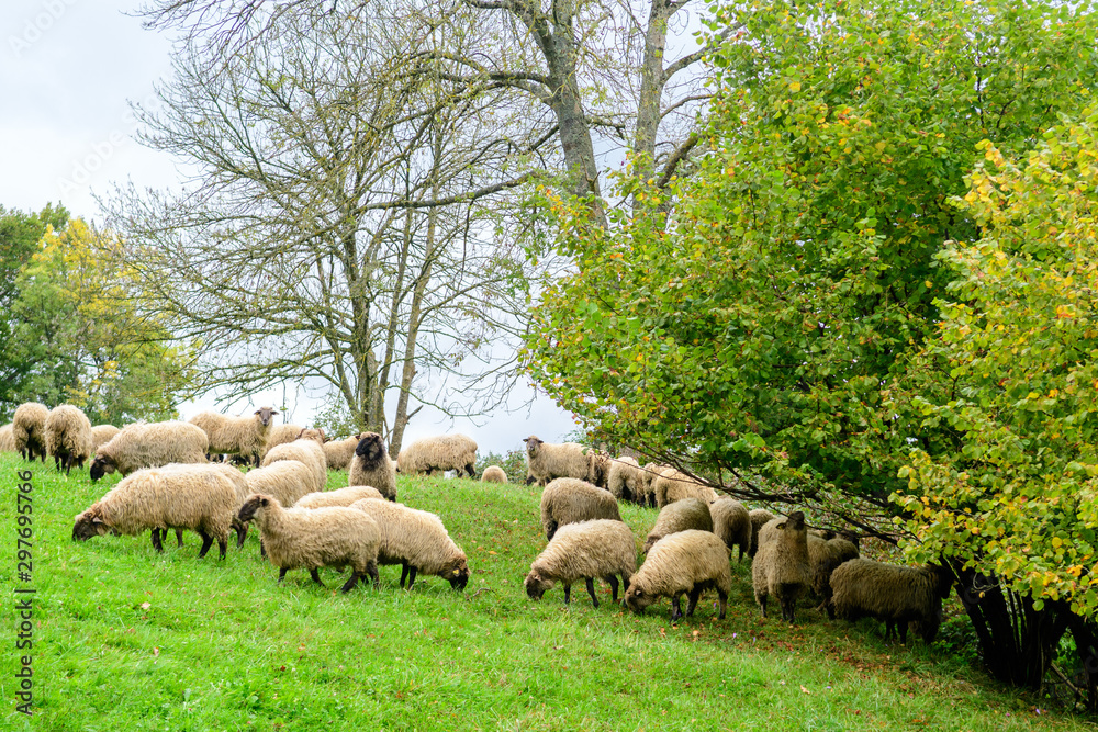 sheep herd pasting in a meadow sheep herd pasting in a meadow