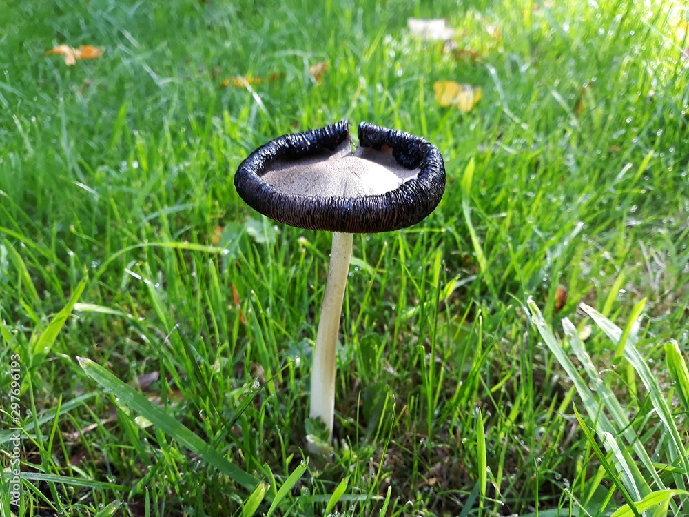 Inky cap hotsell