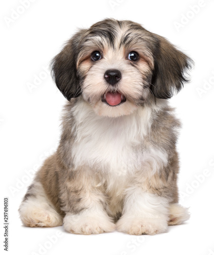 Fototapeta Naklejka Na Ścianę i Meble -  Beautiful smiling little havanese puppy