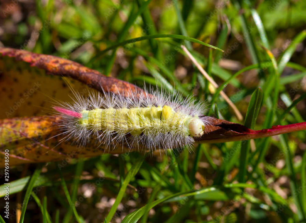 Poisonous pest caterpillar of Moth Calliteara pudibunda