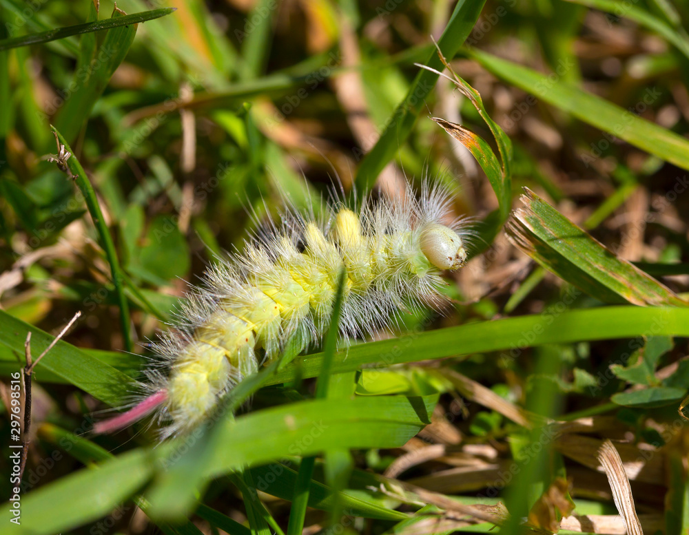 Naklejka premium Poisonous pest caterpillar of Moth Calliteara pudibunda