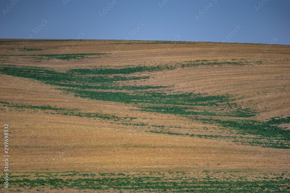 Sown field in autumn day