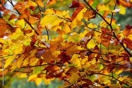 Die Blätter färben sich im Herbst