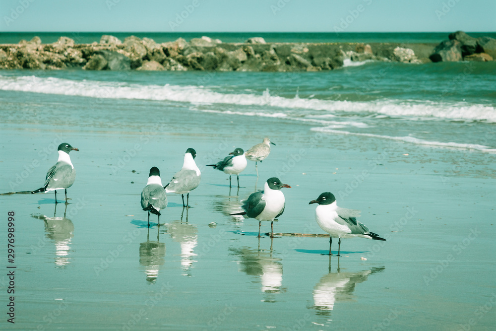Flock of seagulls on the beach, reflecting in the water