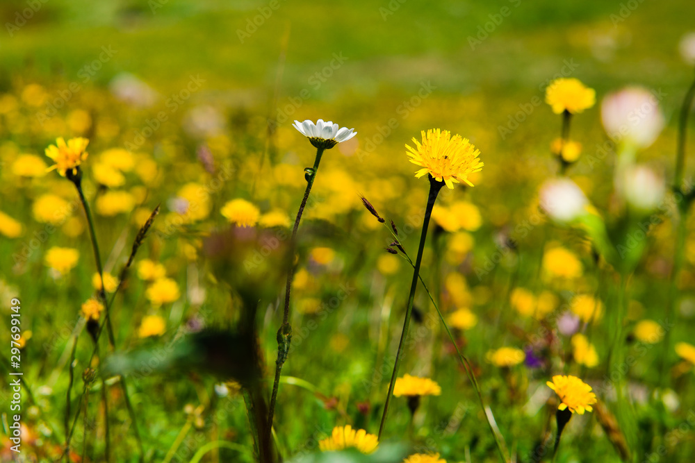 Fototapeta premium field of yellow flowers