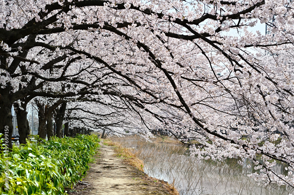 桜の咲く散歩道