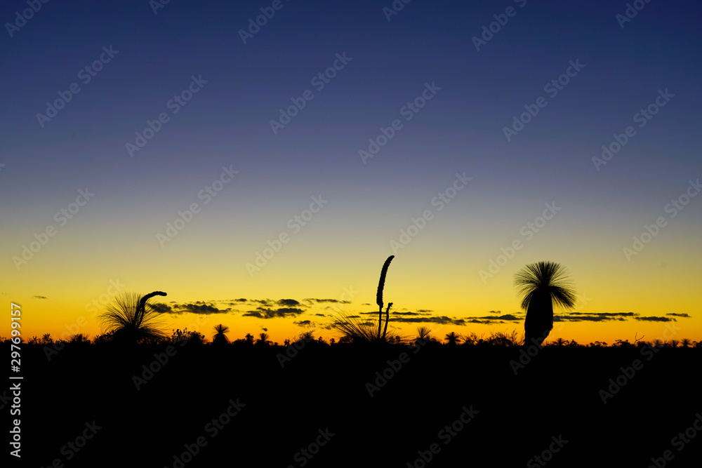 Orange and black sunset view of the silhouette of grass trees (xanthorrhoea) in Kalbarri National Park in the Mid West region of Western Australia