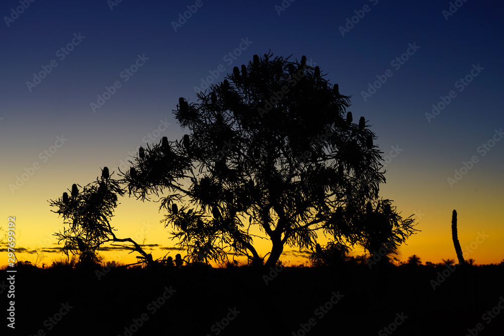 Orange and black sunset view over trees in Kalbarri National Park in the Mid West region of Western Australia