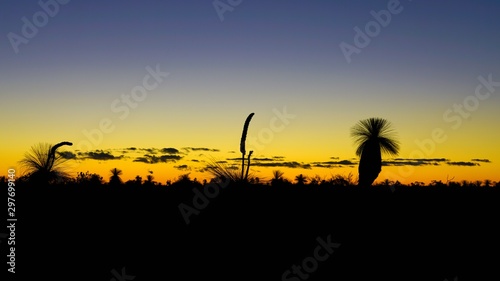Orange and black sunset view of the silhouette of grass trees  xanthorrhoea  in Kalbarri National Park in the Mid West region of Western Australia