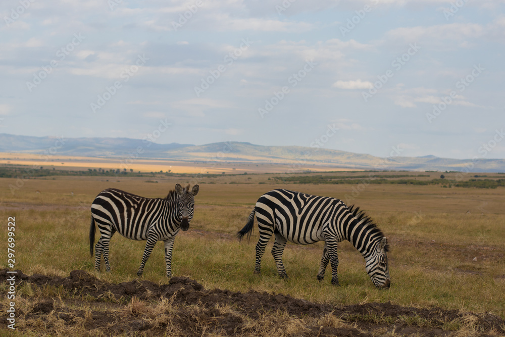 Obraz premium Natural landscape from Africa. Masai mara national park with its incredibles animals and colours.