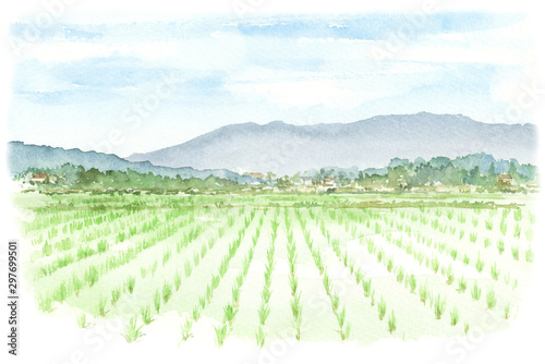 水田の風景の水彩画