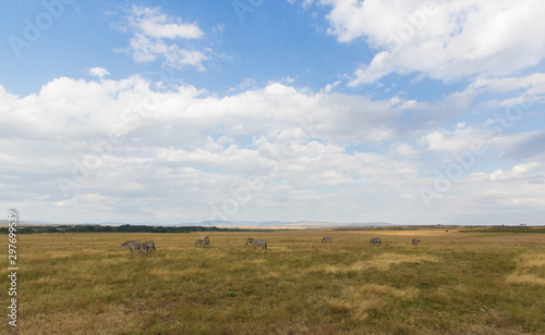 Natural landscape from Africa. Masai mara national park with its incredibles animals and colours.