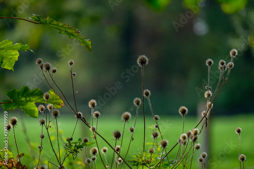 Vertrocknete Kletten-Ringdistel (Carduus personata) photo