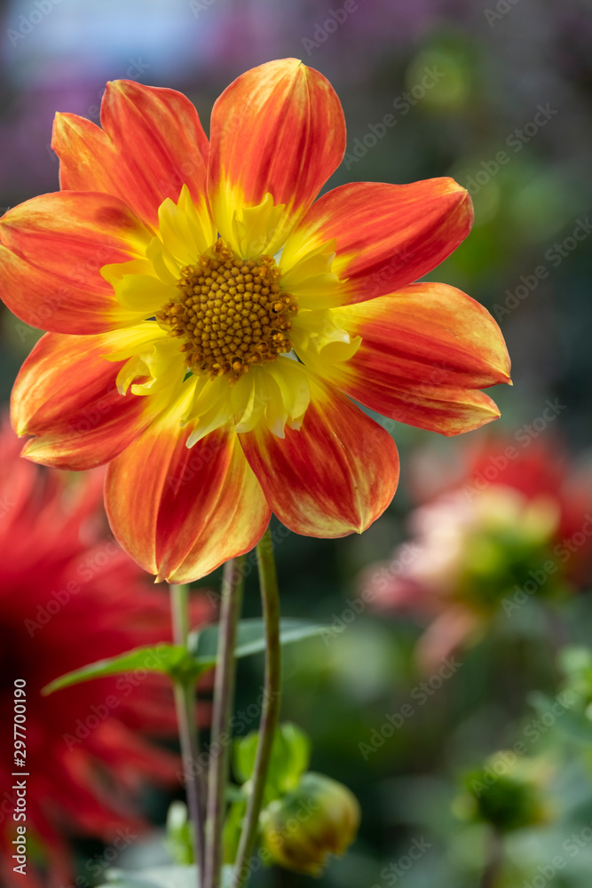 Dahlie (Dahlia) Dahlie (Dahlia)