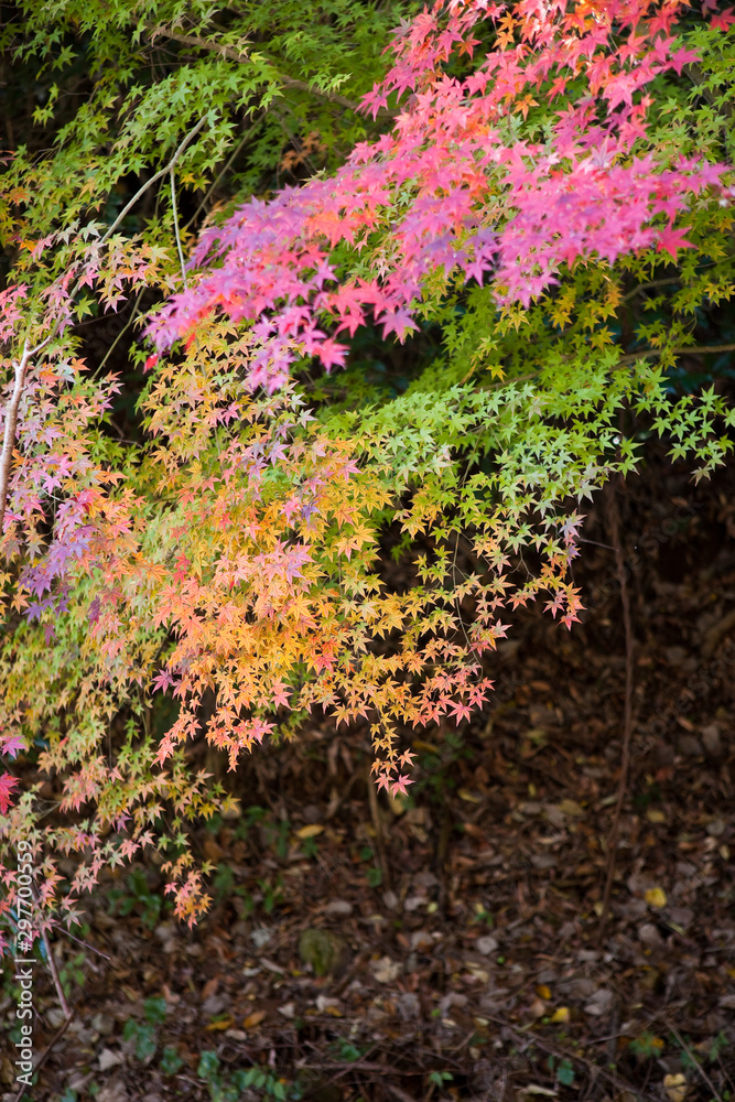 いちき串木野市冠岳の紅葉	