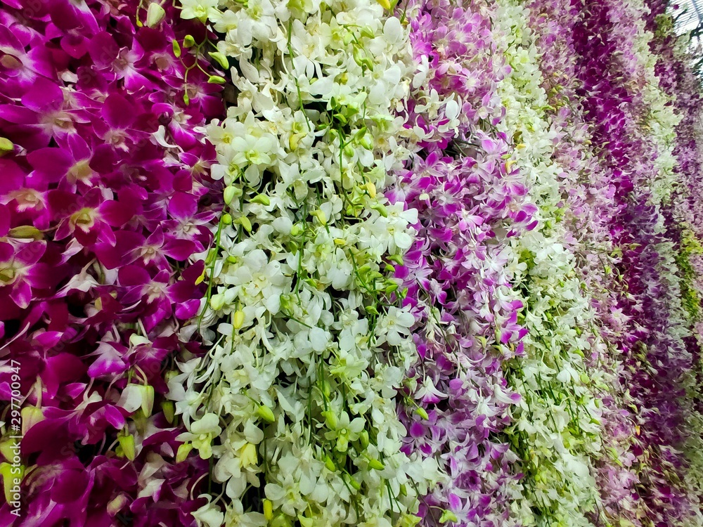 Obraz premium purple flowers in the garden