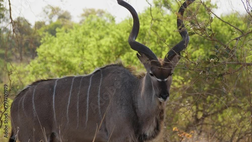 Kudu bull eats leaves in the cool shade on a hot day in Africa