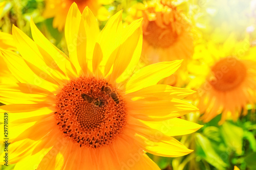 a field of blooming sunflowers against a colorful sky