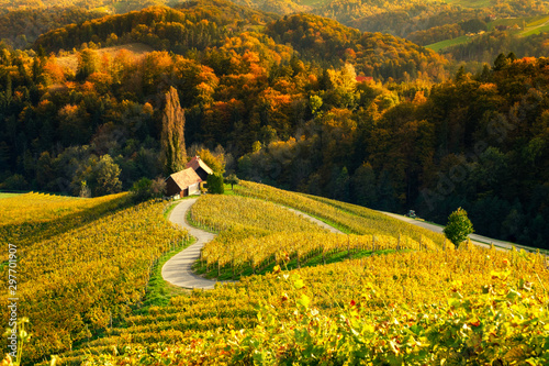 Vineyards with a autumn  in Spicnik, Slovenia photo